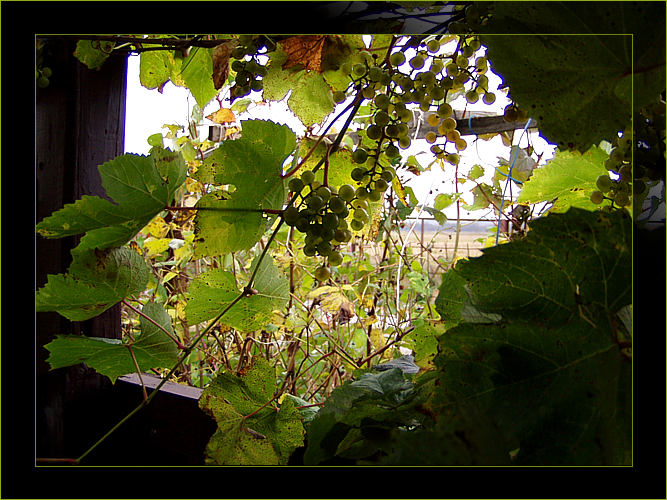 photo "Grape history" tags: nature, landscape, autumn, flowers