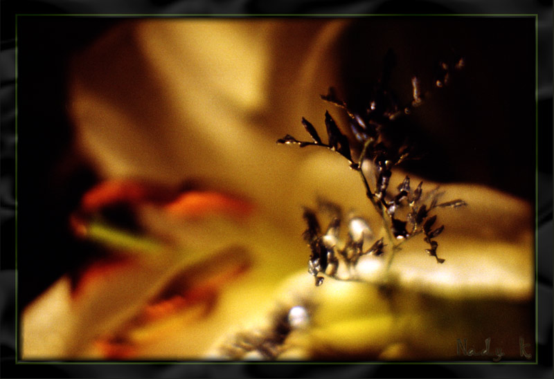 photo "Beauty and Monster..." tags: nature, macro and close-up, flowers