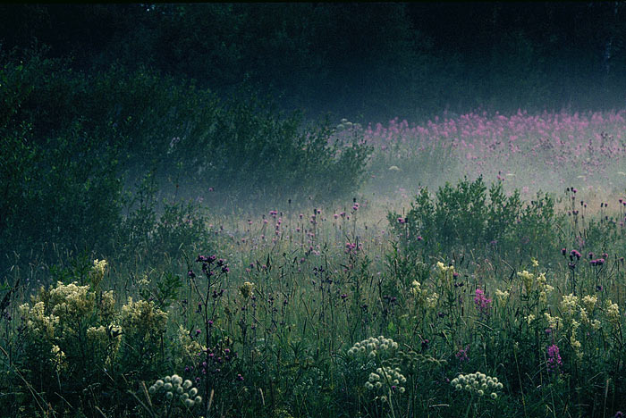 photo "Misty field 1" tags: landscape, summer