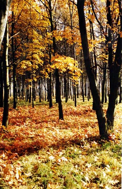 photo "Untitled photo" tags: landscape, autumn, forest