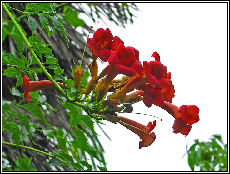 photo "brass band" tags: nature, flowers