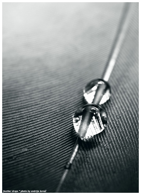 photo "Feather Drops" tags: macro and close-up, 