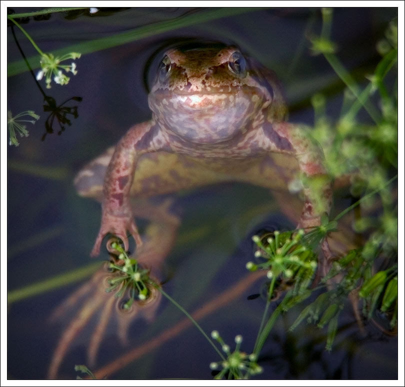 photo "Well you look" tags: landscape, nature, water