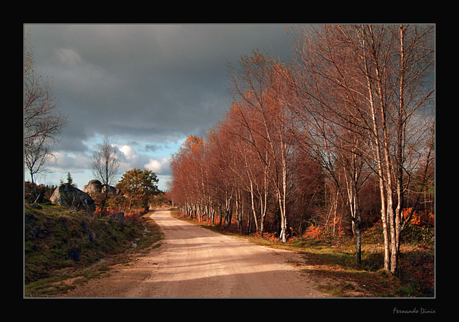 фото "My Autumnal way" метки: пейзаж, лес