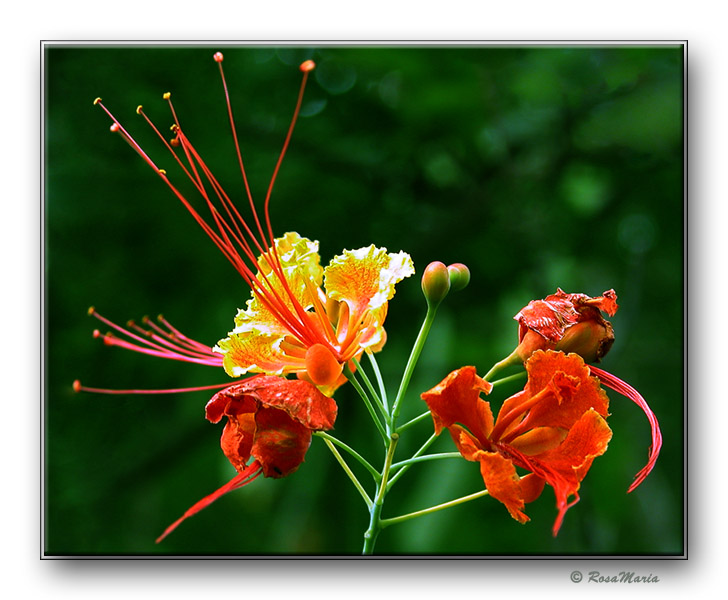 photo "Pin Flower" tags: nature, flowers