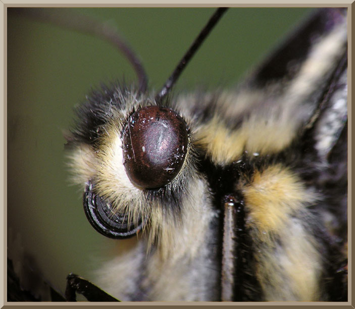 photo "Portrait of the butterfly Papilio Machaon" tags: nature, macro and close-up, insect