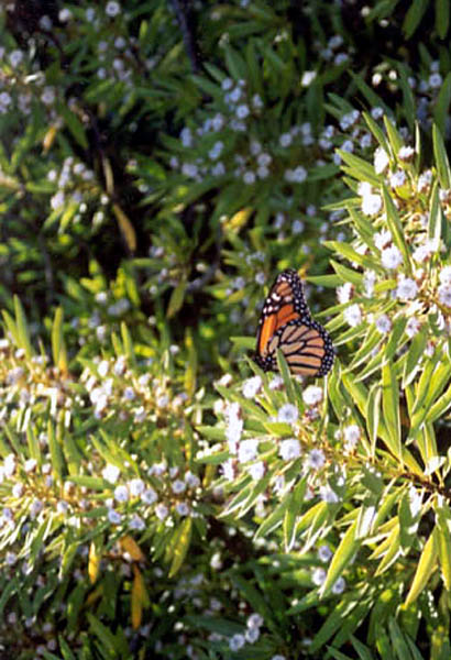 photo "Butterfly" tags: nature, macro and close-up, insect