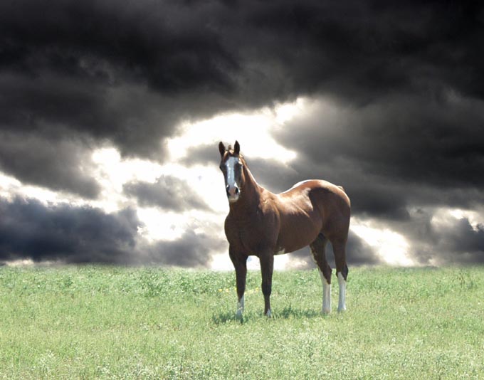 photo "Edge of Darkness" tags: nature, pets/farm animals