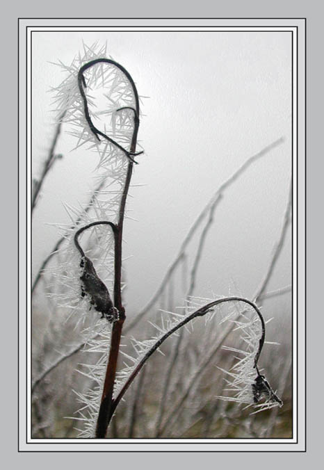photo "Winter etude" tags: nature, montage, flowers