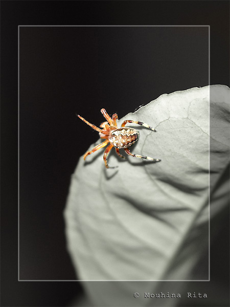 photo "The spider" tags: nature, macro and close-up, insect