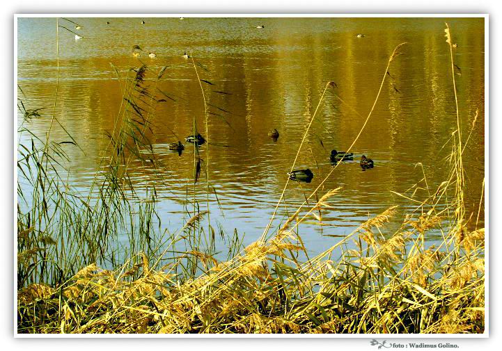 photo "Autumn - 156..." tags: landscape, autumn, water