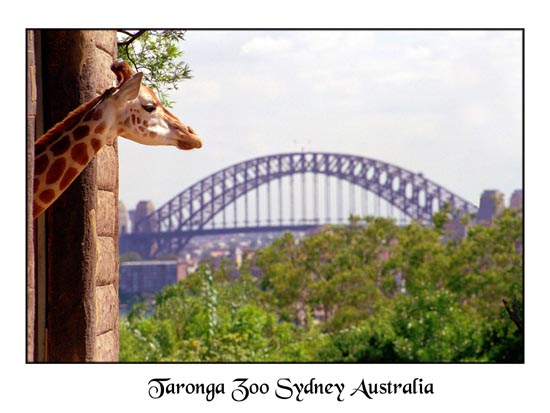 photo "million dolar views" tags: nature, travel, Australia, wild animals