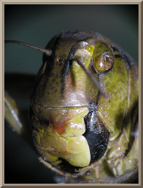 photo "Portrait a locust" tags: nature, macro and close-up, insect