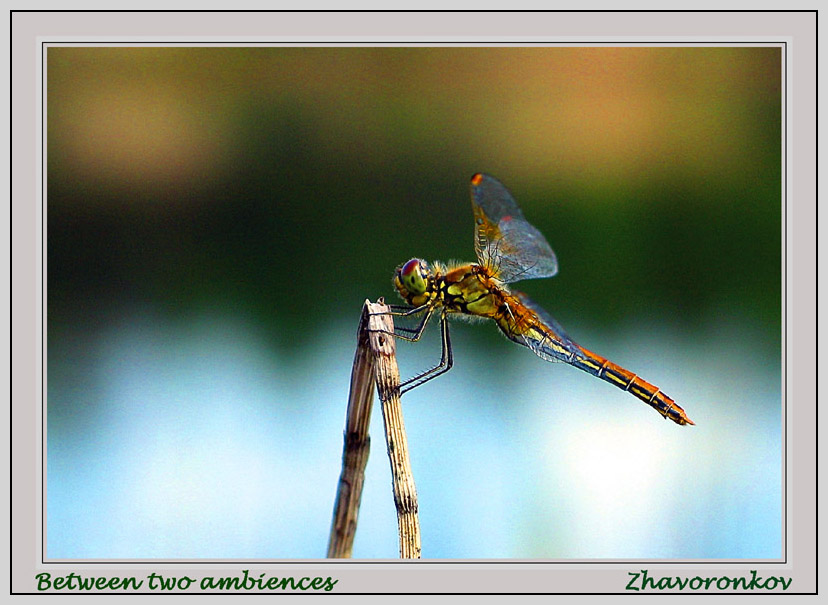 photo "between two ambiences" tags: nature, montage, insect