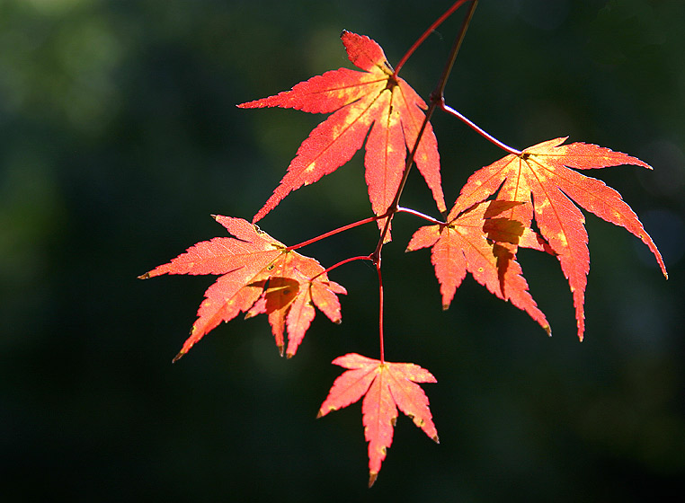 photo "Fall Leaves II" tags: nature, landscape, autumn, flowers