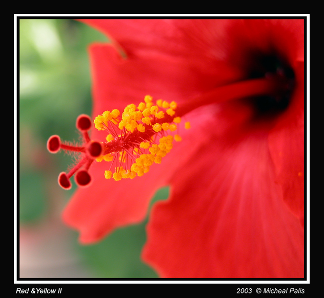 photo "Red and Yellow II" tags: nature, macro and close-up, flowers