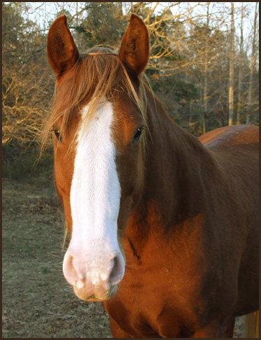 photo "Clyde" tags: nature, portrait, pets/farm animals