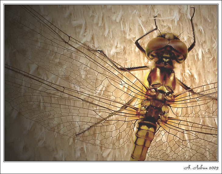 photo "Dragonfly" tags: macro and close-up, nature, insect