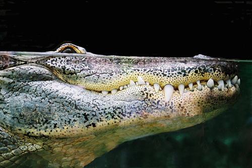 фото "cocodrile" метки: подводные, природа, дикие животные