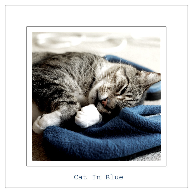 photo "Cat In Blue" tags: nature, pets/farm animals