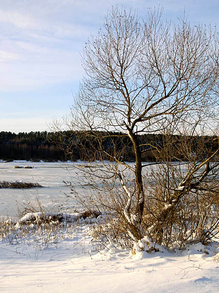 photo "Winter sketch" tags: landscape, winter