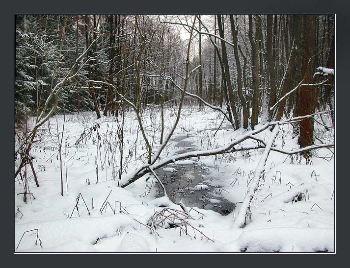 photo "Wood stream" tags: landscape, forest, winter