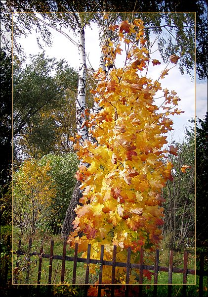 photo "Flame" tags: landscape, autumn