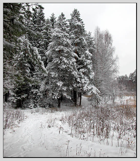 photo "Winter wood" tags: landscape, forest, winter