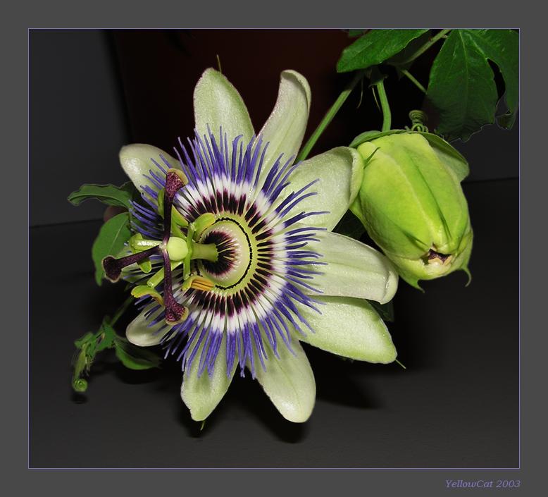 photo "passion-flower" tags: nature, flowers