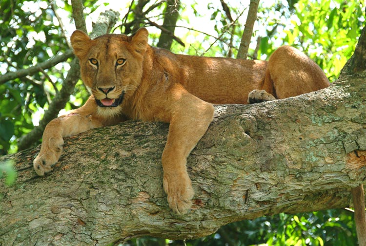 photo "Tree Lion" tags: nature, wild animals