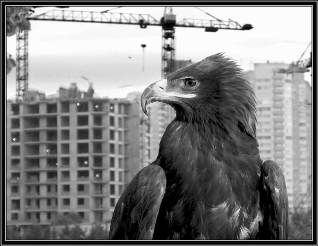 photo "The auditor of building sites" tags: nature, black&white, wild animals