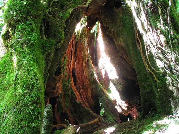 photo "Glowing Trunk" tags: landscape, forest