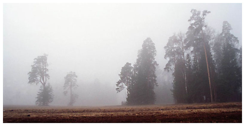 photo "Pine-trees in morning fog" tags: landscape, autumn, forest