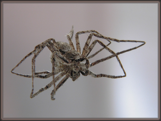 photo "Spider and reflection" tags: nature, insect