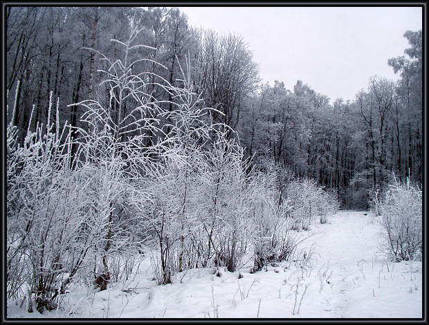 photo "Has frozen." tags: landscape, forest, winter