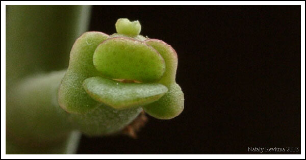 photo "Kiss me" tags: nature, macro and close-up, flowers