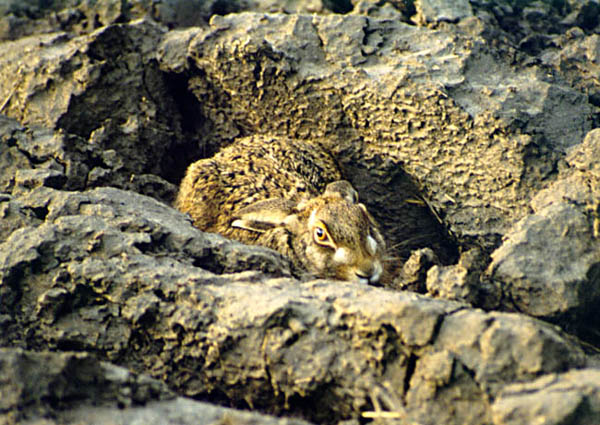 photo "Hare in hiding" tags: nature, wild animals