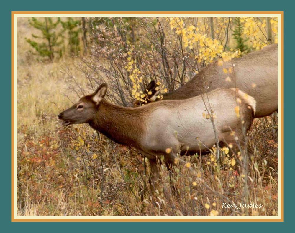 photo "End of Summer" tags: nature, wild animals