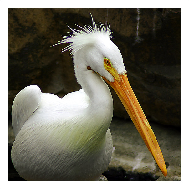 photo "About Dishevelled Pelican" tags: nature, wild animals