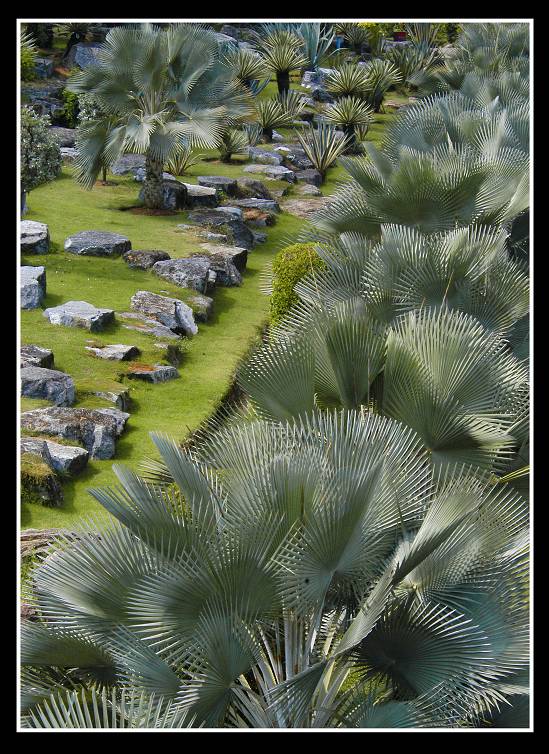 photo "Exotic garden: Stones&Palms" tags: nature, 