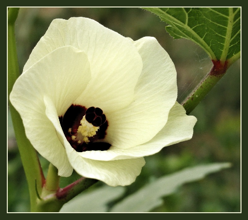 photo "All Life - for You..." tags: macro and close-up, nature, flowers