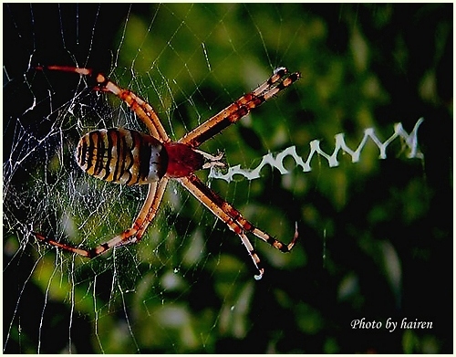 photo "Spider and word" tags: nature, pets/farm animals