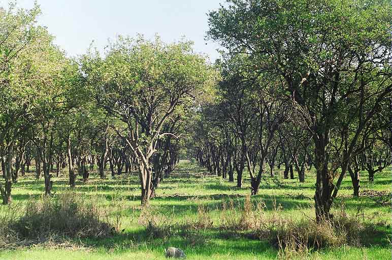 photo "Pardes Hod Hasharon" tags: landscape, 