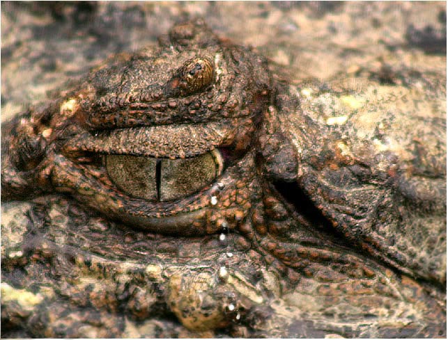 photo "Crocodile tears" tags: humor, still life, 