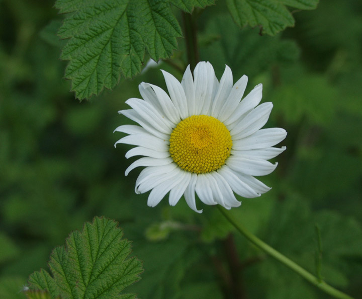 photo "Shasta Daisey" tags: macro and close-up, 