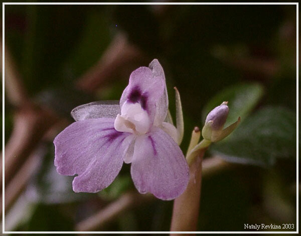 photo "Tenderness" tags: nature, macro and close-up, flowers