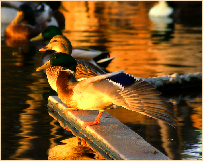 photo "Exercises At The Sunset." tags: nature, wild animals