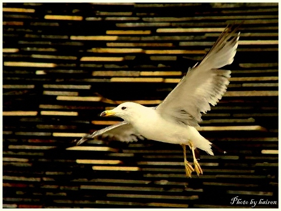 photo "fly" tags: nature, wild animals