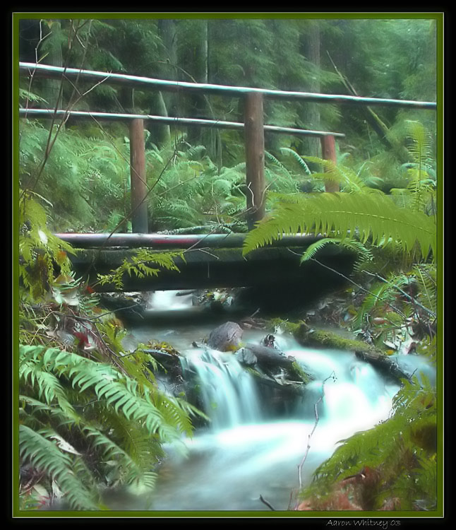 photo "dreams about bridges" tags: landscape, forest, water