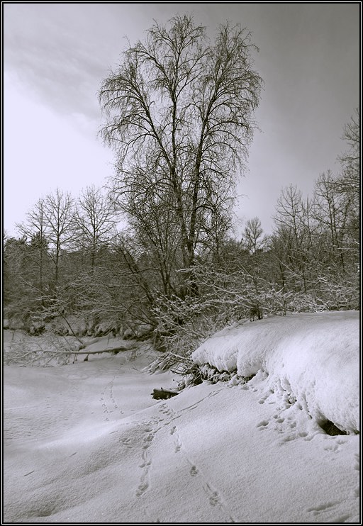 photo "Traces" tags: landscape, winter